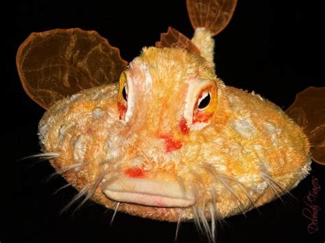 pancake fish|Pancake Batfish .